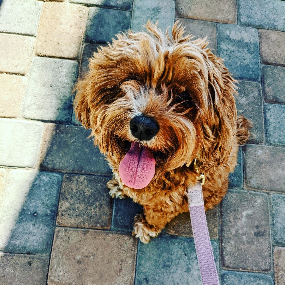 Meet your Posher, Amanda